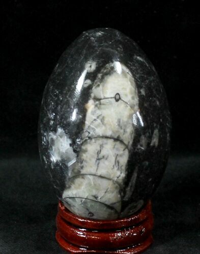 Polished Fossil Orthoceras (Cephalopod) Egg #23757